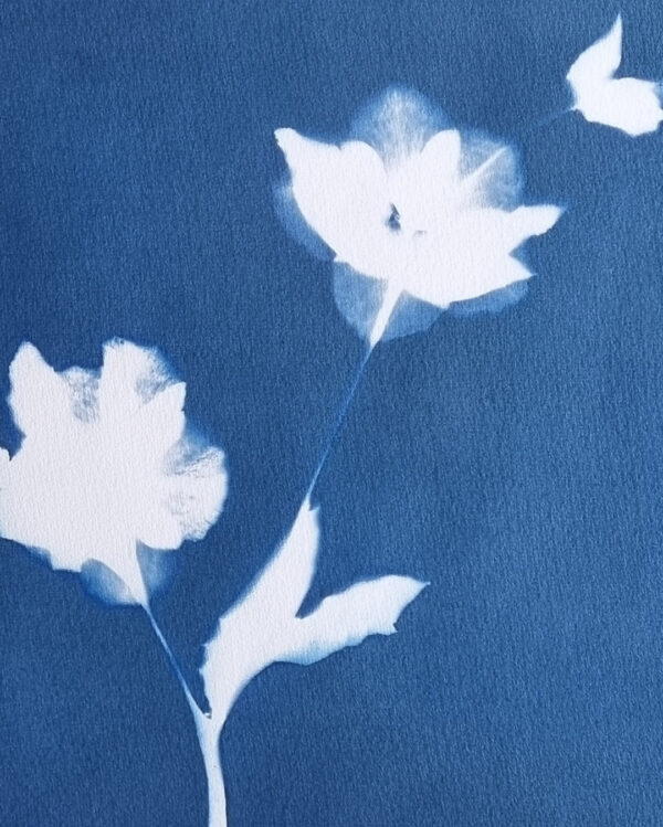 atelier cyanotype