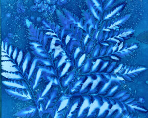 atelier cyanotype mouillé